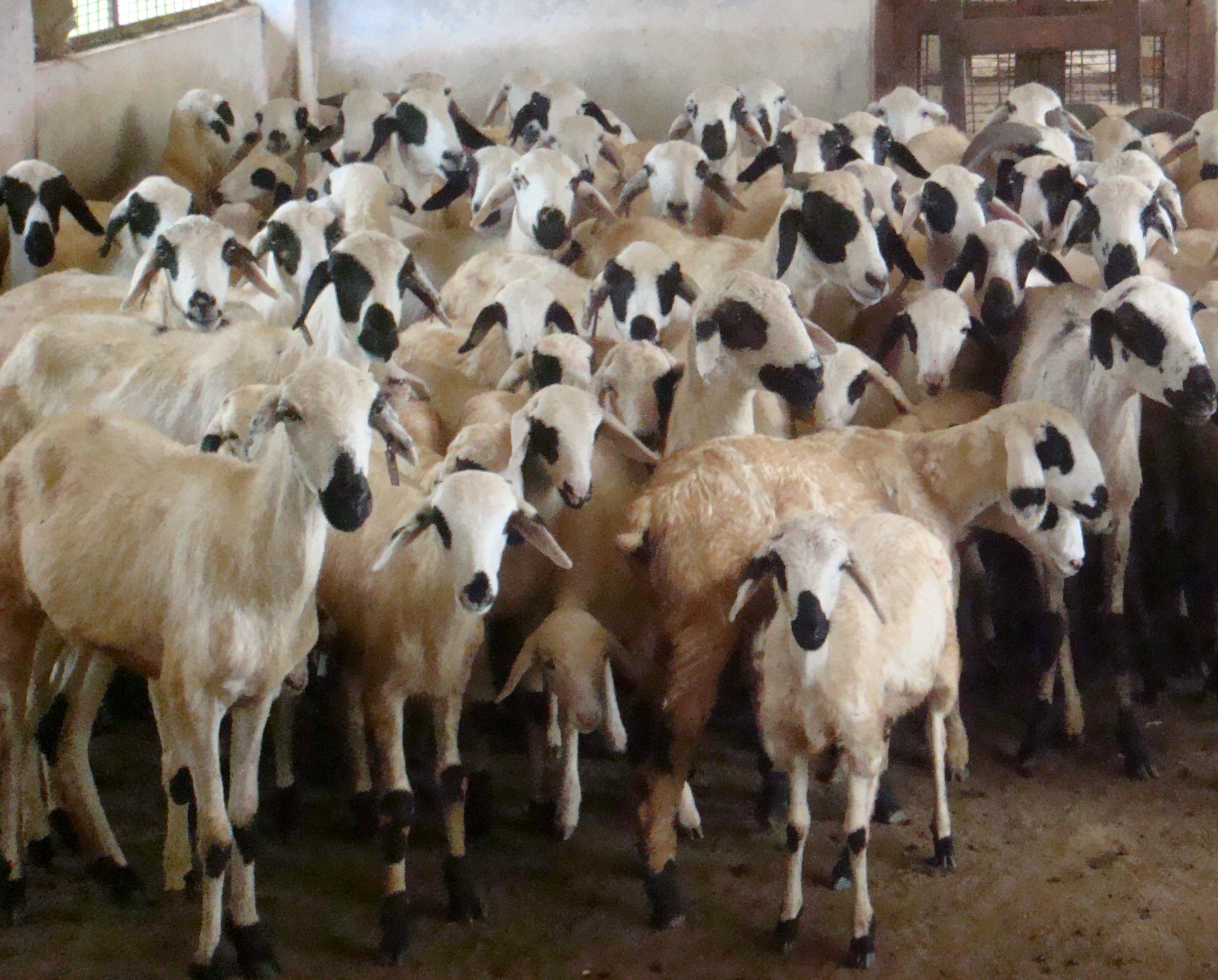 agri_goat_farm_nireekshan4